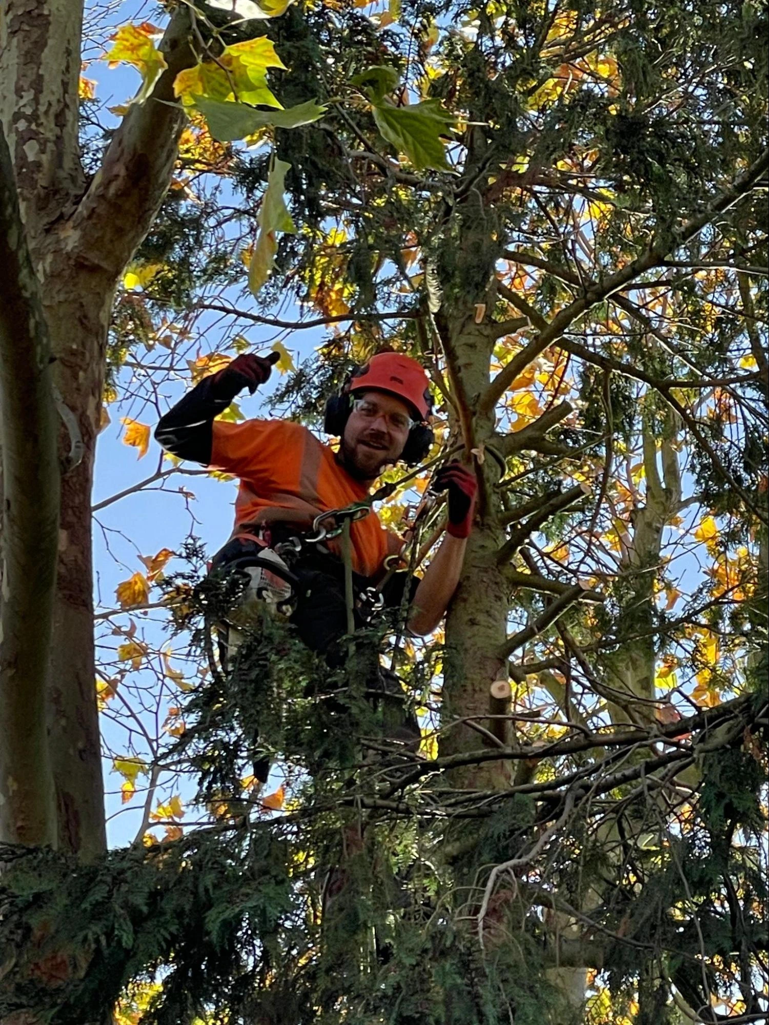 Gravesend Tree Care Experts